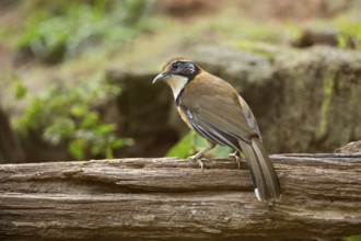 Greater Necklaced Laughingthrush (Garrulax pectoralis), Yunnan, China