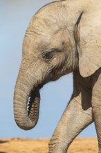 African elephant, (Loxodonta african), Addo Elephant National Park, Addo Camp, Western Cape, South