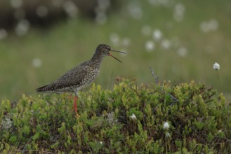 Common Redshank (Tringa totanus) calling, Dalarna, Sweden
