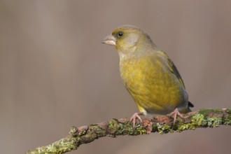 European Greenfinch (Chloris chloris) male perched on a branch, Lower Saxony, Germany