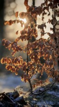 Sunbeams shine through bright orange autumn leaves of a beech (fagus) in the forest and
