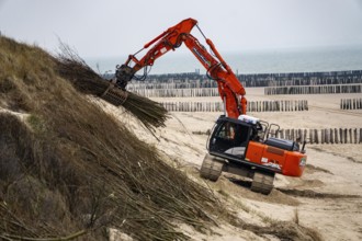 Coastal protection, work on strengthening the dunes with brushwood fences, which are attached to