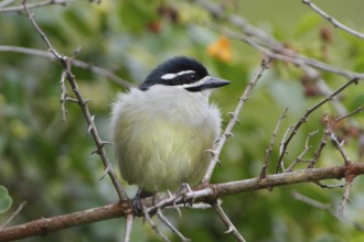 Yellow-rumped Tinkerbird (Pogoniulus bilineatus), Nyeri County, Kenya