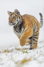 One young Siberian Tiger, Panthera tigris altaica, running over snowy meadow with dense fog in the