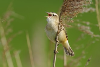 Sedge Warbler (Acrocephalus schoenobaenus) singing, Lower Saxony, Germany