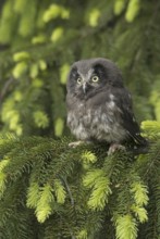 Boreal Owl (Aegolius funereus), Saxony, Germany