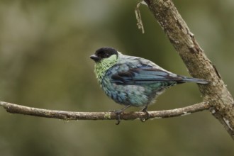 Black-capped Tanager (Tangara heinei), Ecuador