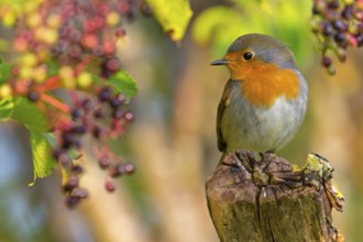 Robin, (Erithacus rubecula), animals, birds, songbird, perching, flycatcher family, Ottenby,