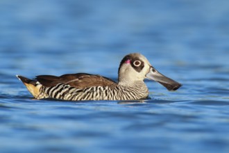 Pink-eared Duck (Malacorhynchus membranaceus)