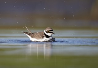 Little Ringed Plover (Charadrius dubius) bathing, Mecklenburg-Western Pomerania, Germany