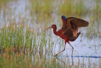 Glossy Ibis (Plegadis falcinellus) foraging, Greece