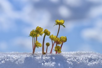 Small yellow flowers Winter Aconite (Eranthis hyemalis), growing out of snow under a blue sky,