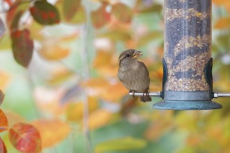 House sparrow (Passer domesticus) perched on a garden bird feeder filled with mixed seeds, eating
