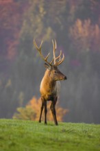 An Altai maral stag, Altai wapiti or Altai elk (Cervus canadensis sibiricus) stands on a meadow in