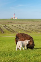 A brown sheep and a white lamb graze on a dyke at the North Sea, in the background the lighthouse