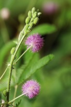 Mimosa, Summer, Germany