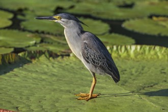 Striated Heron (Butorides striata), Malaysia