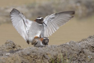 Diademed Plover (Phegornis mitchellii) pair mating, Santiago Metropolitan, Chile