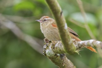Pallid Spinetail (Cranioleuca pallida) perched on a branch in the Atlantic rainforest of southeast