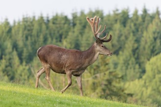 A red deer stag (Cervus elaphus) with its velvet antlers runs across a green meadow in hilly