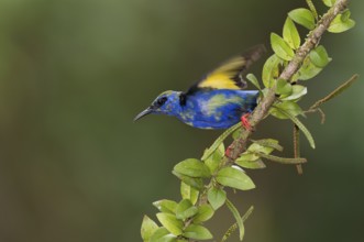 Red-legged Honeycreeper (Cyanerpes cyaneus) male, Costa Rica
