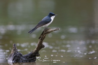 Restless Flycatcher (Myiagra inquieta) perched on a branch, Victoria, Australia