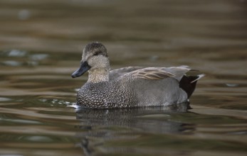 Gadwall (Mareca strepera) male, California, USA