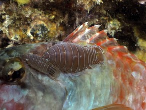 Fish isopod (Anilocra sp)