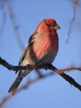Spruce crossbill (Loxia curvirostra), Lapland, Finland, Scandinavia