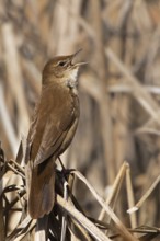 Savi's Warbler (Locustella luscinioides) singing, Zurich, Switzerland