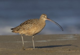 Long-billed Curlew (Numenius americanus), California, USA