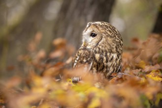 Tawny Owl (Strix aluco) captive, Baden-Wuerttemberg, Germany