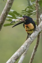 Collared Aracari (Pteroglossus torquatus), Costa Rica