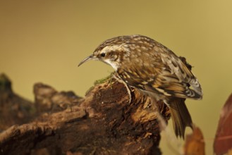 Eurasian Treecreeper (Certhia familiaris), Rhineland-Palatinate, Germany