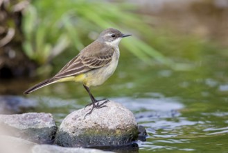 Black-headed Yellow Wagtail, Black-headed Wagtail, Motacilla flava feldegg, Motacilla feldegg,