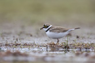 Little Ringed Plover (Charadrius dubius) male, North Rhine-Westphalia, Germany