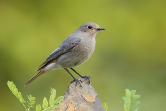 Black Redstart (Phoenicurus ochruros) female, St. Gallen, Switzerland