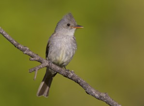 Greater Pewee (Contopus pertinax), Arizona, USA