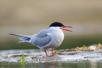 Common Tern (Sterna hirundo) calling, North Rhine-Westphalia, Germany