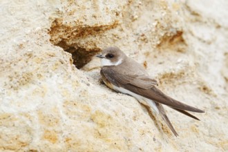 Sand martin (Riparia riparia) at the breeding tube, Schleswig-Holstein, Germany