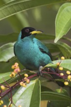 Green Honeycreeper (Chlorophanes spiza) male, Costa Rica