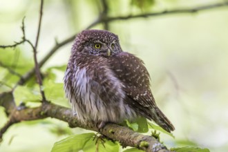 Sparrow owl (Glaucidium passerinum), Baden-Württemberg, Federal Republic of Germany