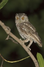 Pacific Screech Owl (Megascops cooperi), Costa Rica