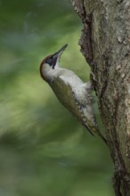 European Green Woodpecker (Picus viridis) female climbing tree trunk, North Rhine-Westphalia,