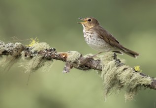 Swainson's Thrush (Catharus ustulatus) singing, perched on a branch, British Columbia, Canada