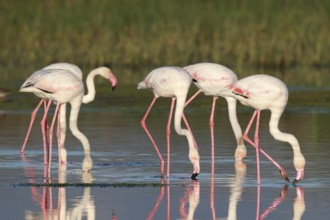 Greater Flamingo (Phoenicopterus roseus) group foraging in shallow water, Greece
