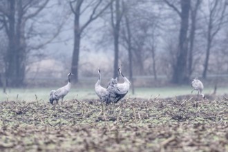Cranes (Grus grus), Fischerhuder Wümmeniederung, Lower Saxony, Germany