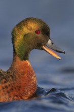 Chestnut Teal (Anas castanea), Victoria, Australia