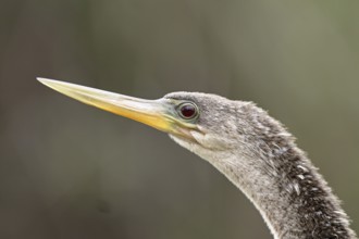 Anhinga (Anhinga anhinga) female, Florida, USA