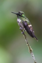 Festive Coquette (Lophornis chalybeus) perched on a branch in the Atlantic rainforest of southeast